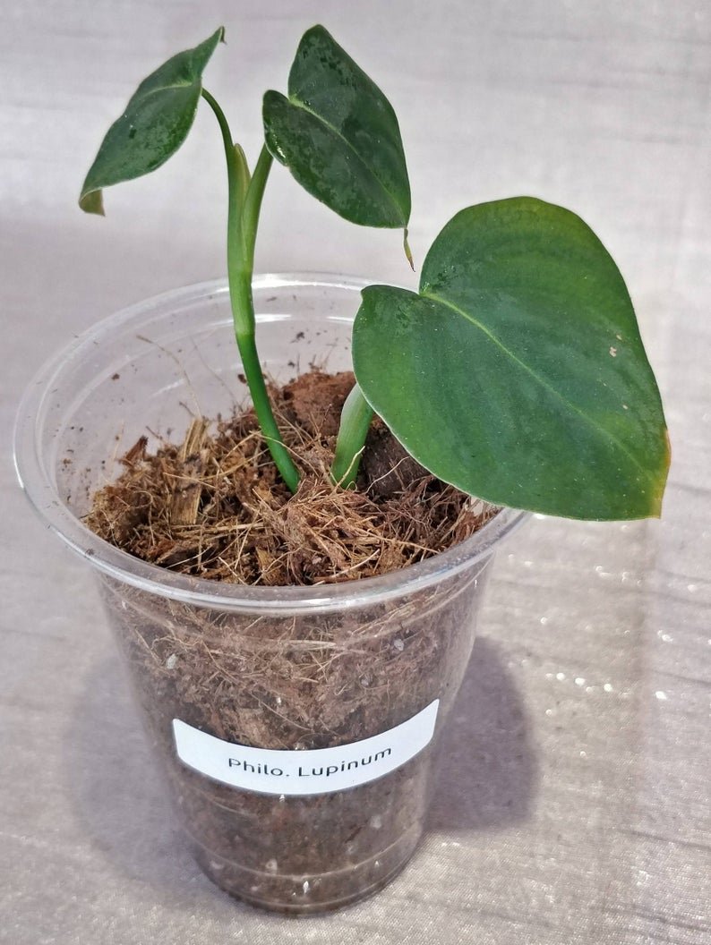 Philodendron Lupinum - Image 3