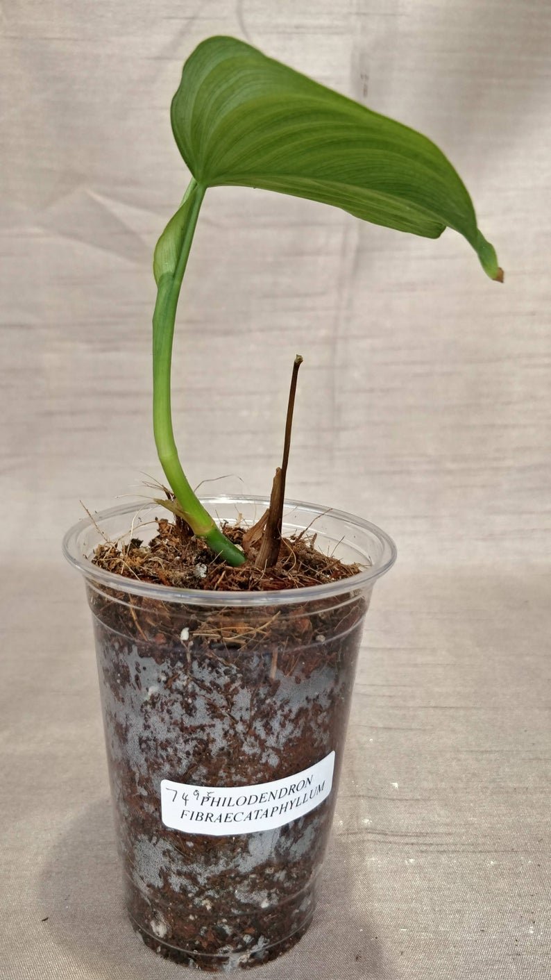Philodendron Fibraecataphyllum - Image 4