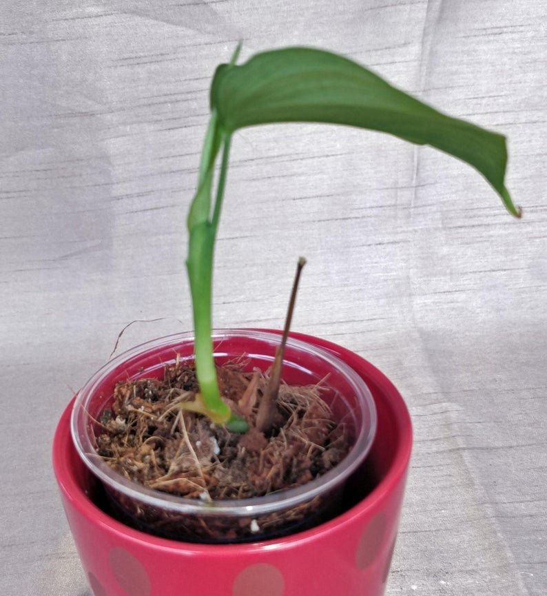 Philodendron Fibraecataphyllum - Image 6