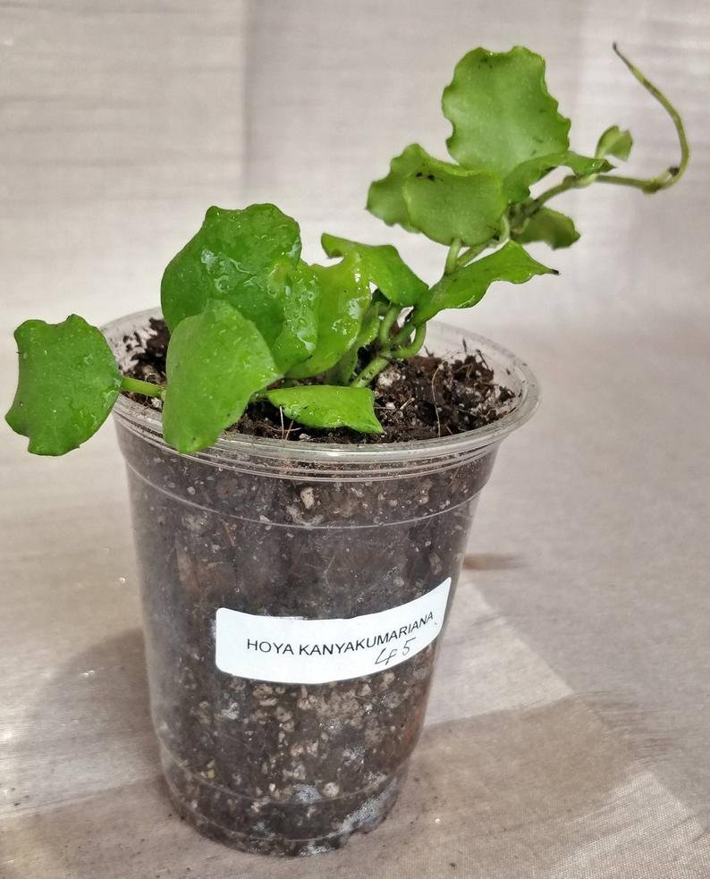 Hoya Kanyakumariana B - Image 3