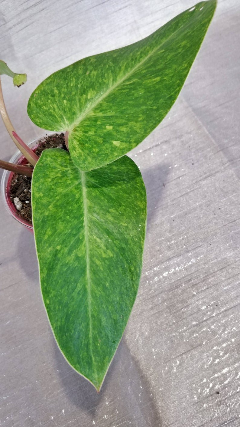 Philodendron Painted Lady - Image 2