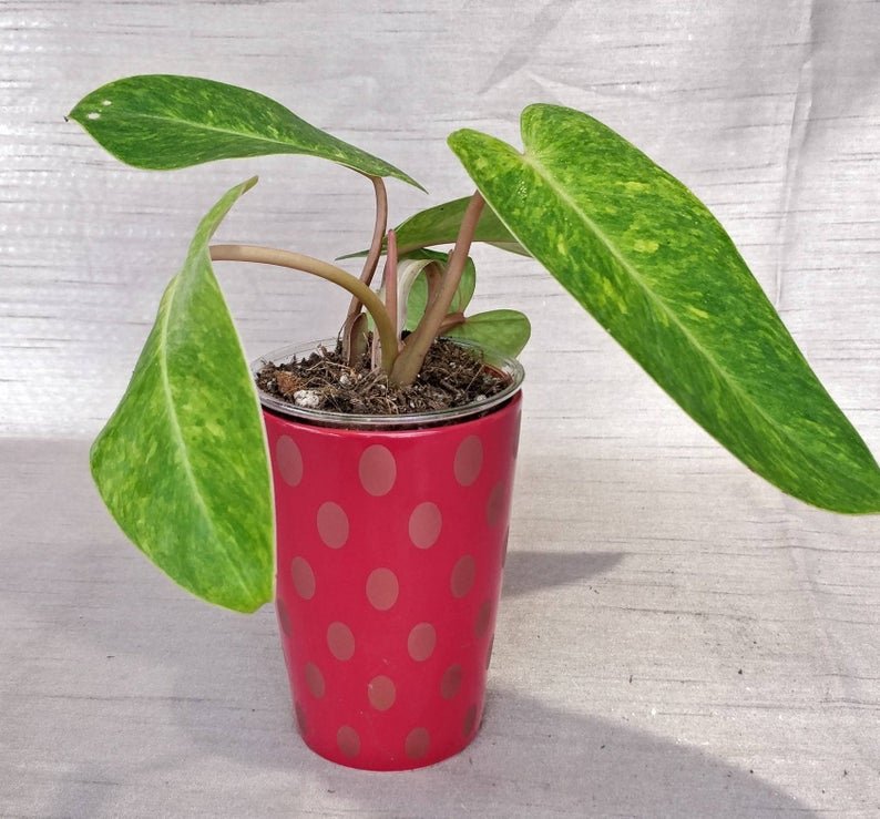 Philodendron Painted Lady - Image 4