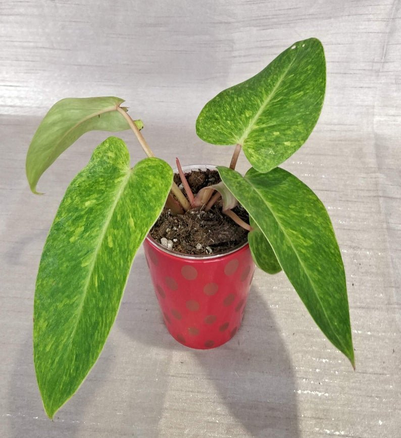 Philodendron Painted Lady - Image 5