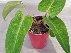 Philodendron Painted Lady