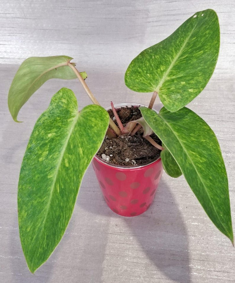 Philodendron Painted Lady