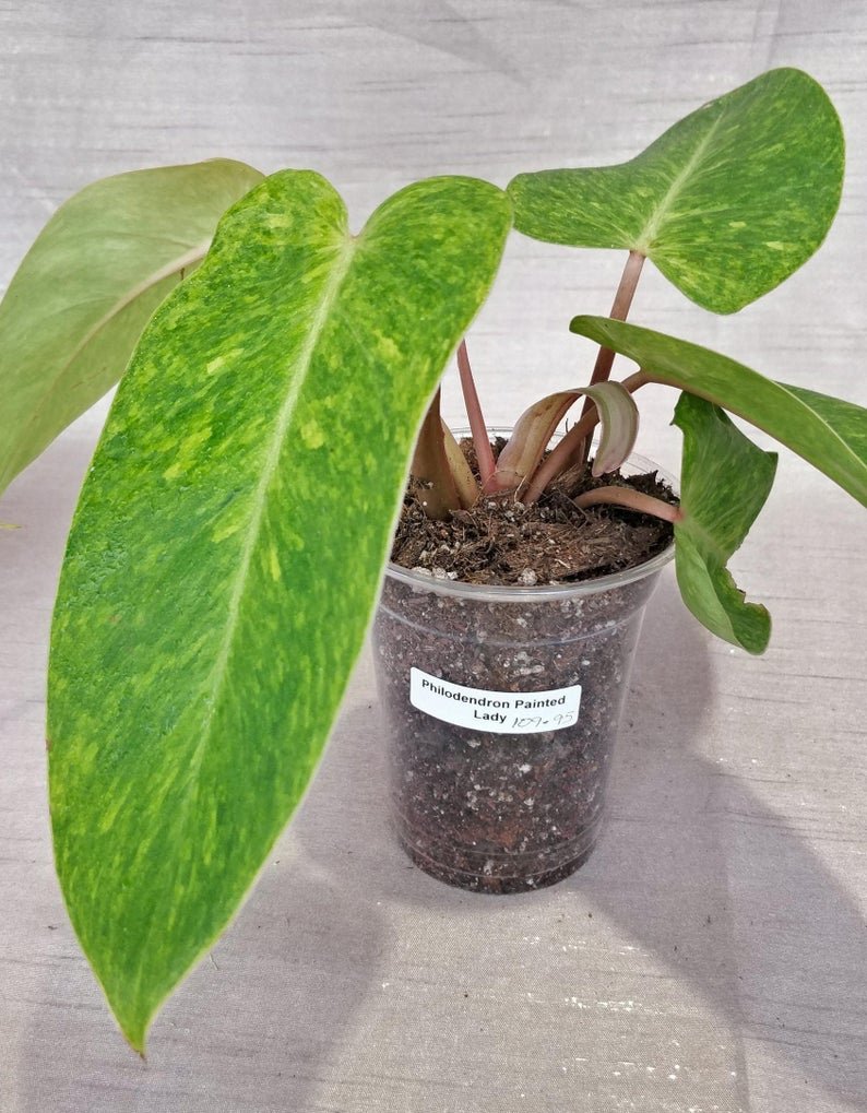 Philodendron Painted Lady - Image 7