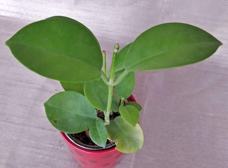 Hoya Autralis - Image 4