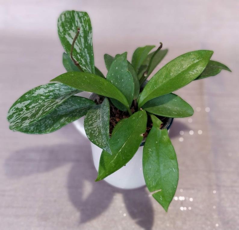 Hoya Publicalyx Splash - Image 6