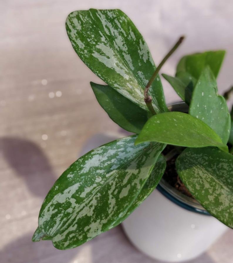 Hoya Publicalyx Splash - Image 5