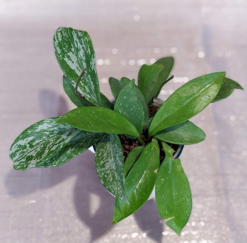 Hoya Publicalyx Splash - Image 4