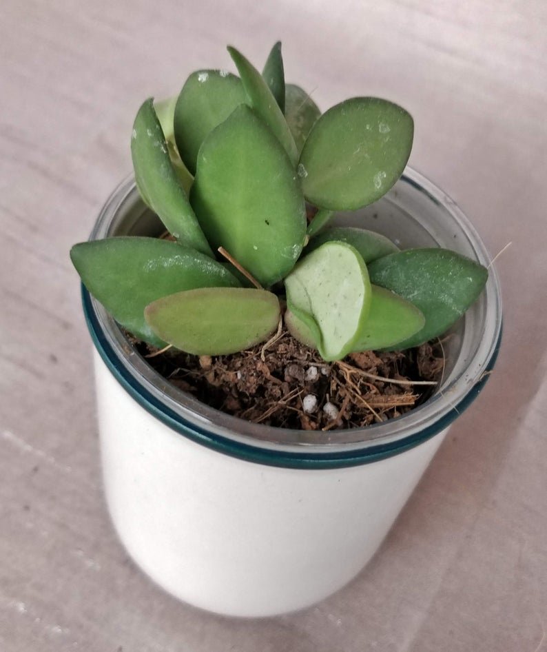 Hoya Bilobata - Image 3