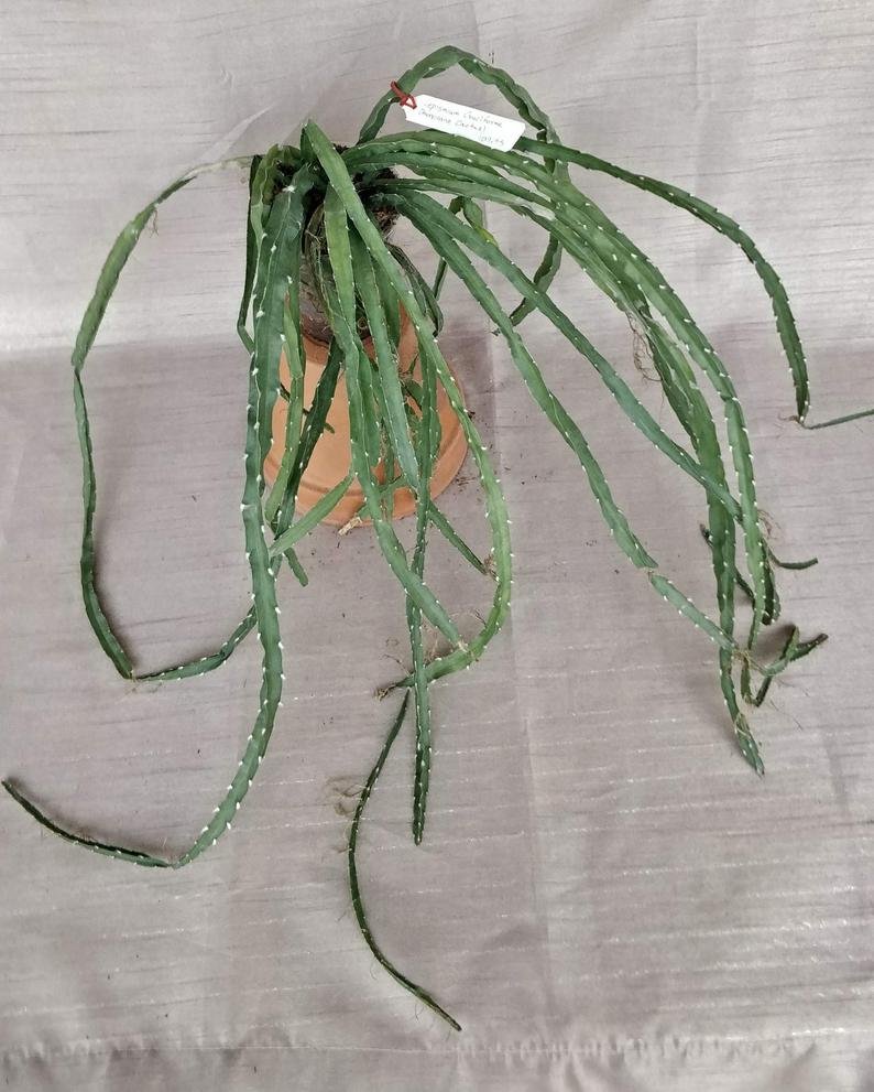 Anthurium Vittariforium (A) - Image 7