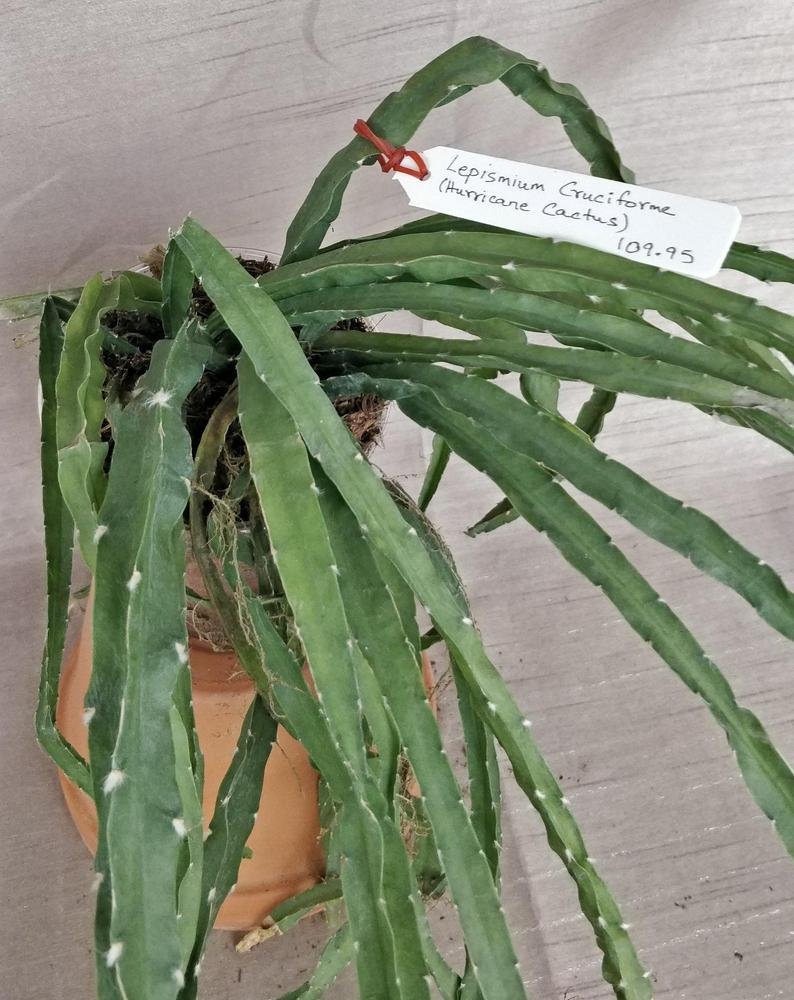 Anthurium Vittariforium (A) - Image 6