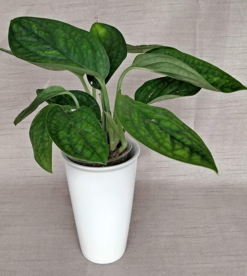 Monstera Peru - Image 5