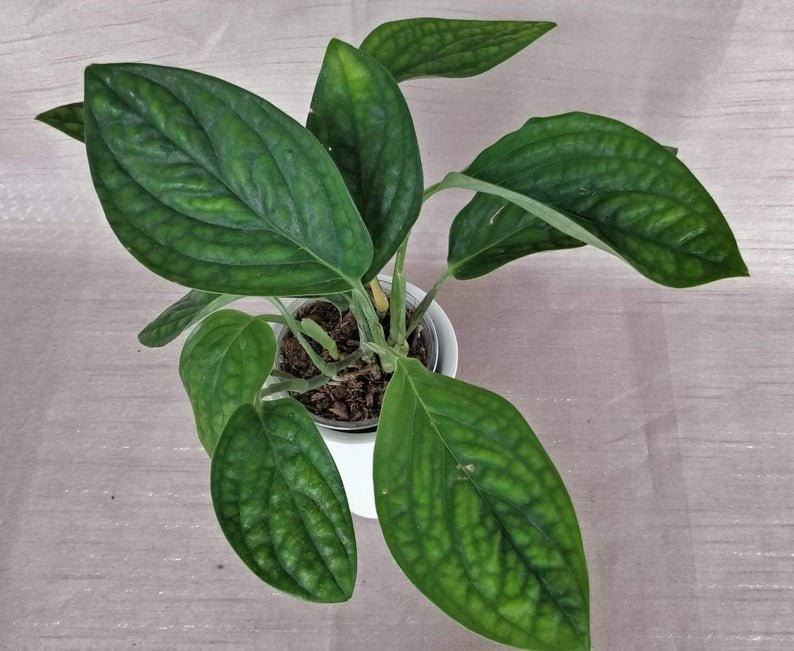 Monstera Peru - Image 6