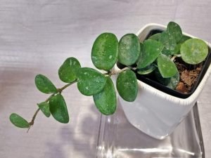 Hoya Mathilde (Large)