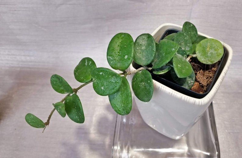 Hoya Mathilde (Large)