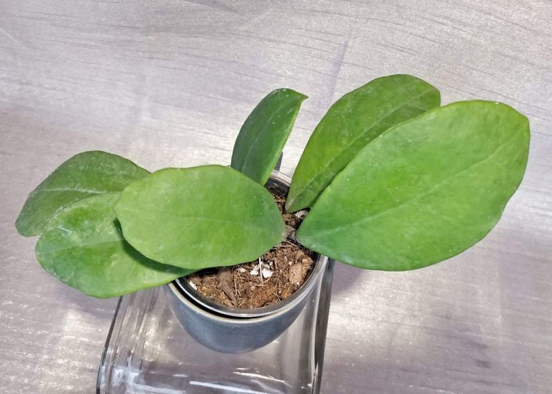 Hoya Chuniana AKA Hoya Chunii - Image 4