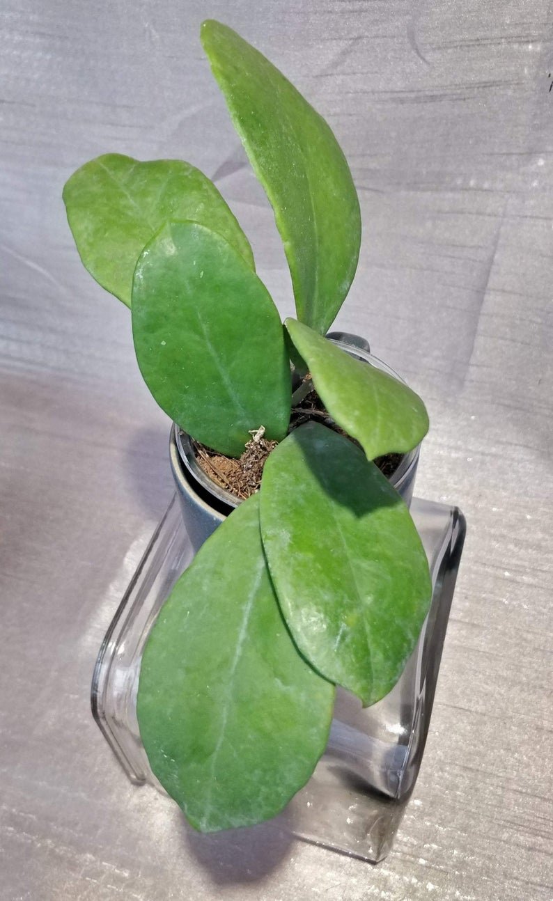 Hoya Chuniana AKA Hoya Chunii - Image 5