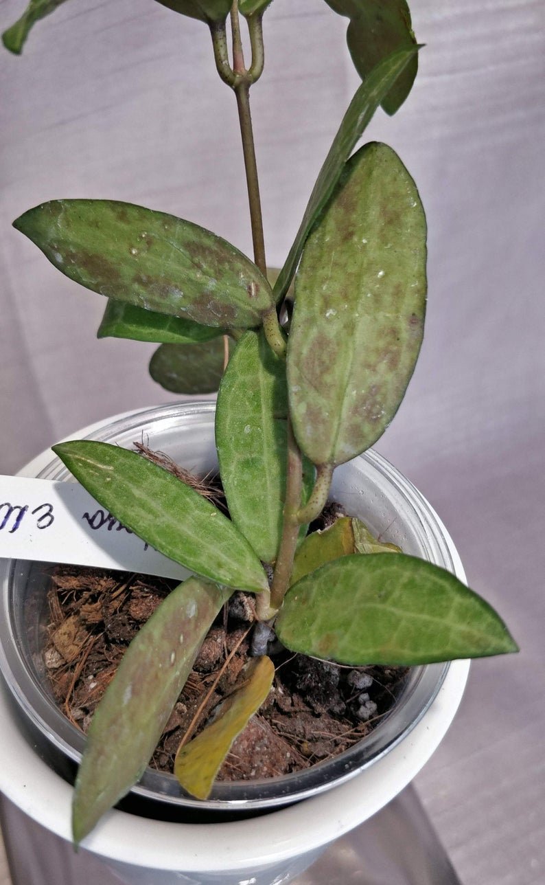 Hoya Elliptica (Extra Large) - Image 5