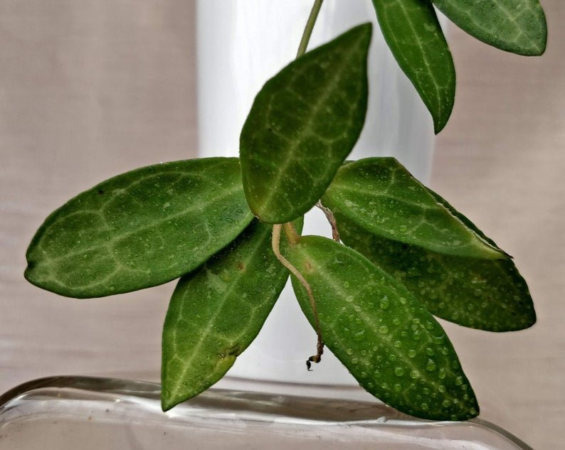 Hoya Elliptica (Extra Large) - Image 6