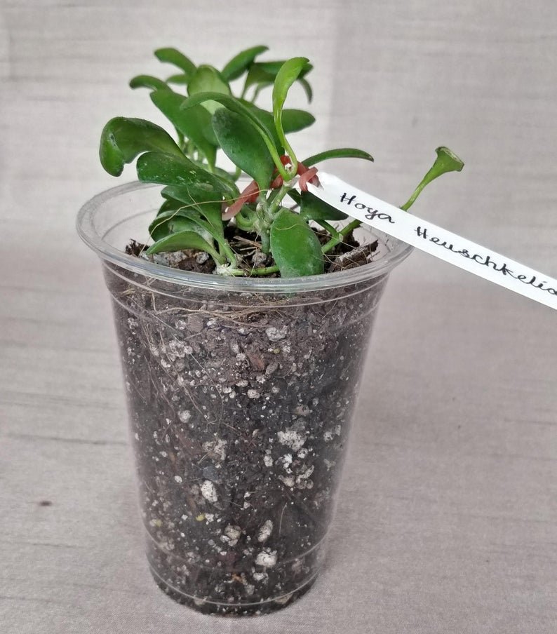 Hoya Heuschkeliana - Image 5