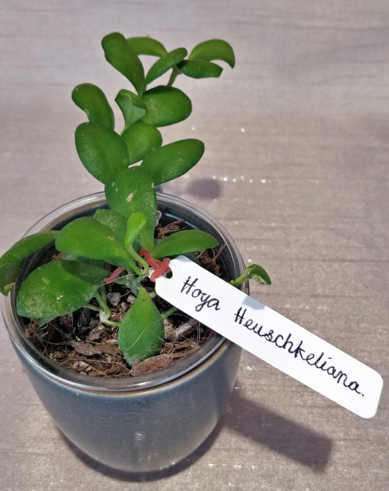 Hoya Heuschkeliana - Image 4