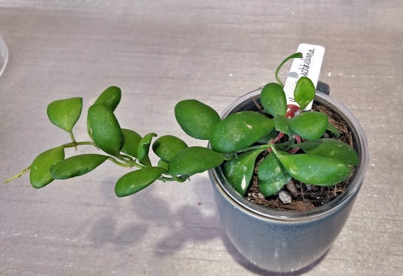 Hoya Heuschkeliana - Image 3
