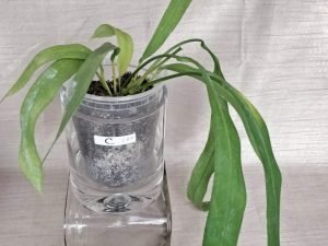 Anthurium Vittariforium (A)