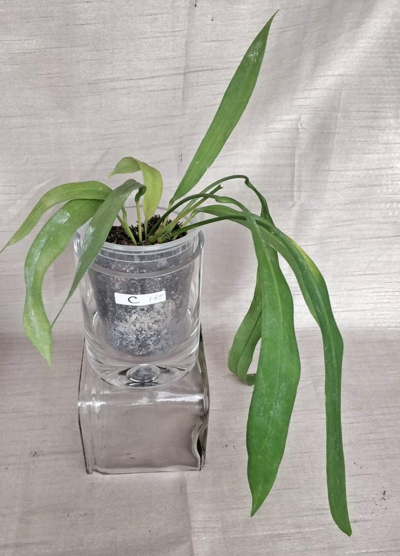 Anthurium Vittariforium (A)