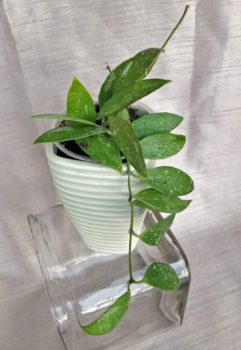Hoya Memoria Gracilis - Image 7