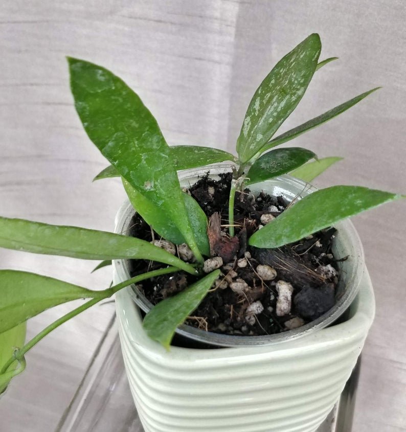 Hoya Memoria Gracilis - Image 6