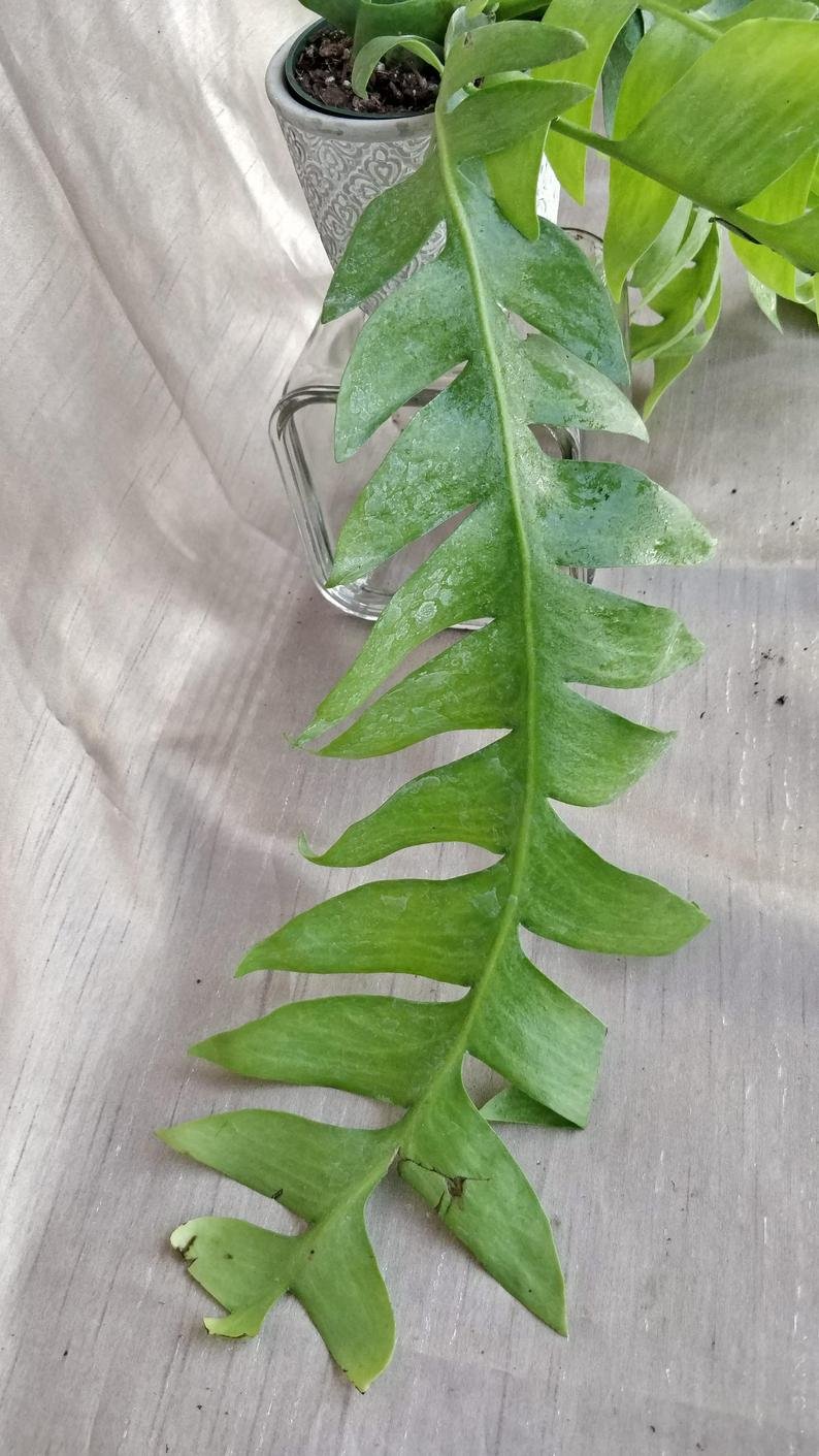 Selenicereus Chrysocardium - Fern Leaf Cactus (Large) - Image 2