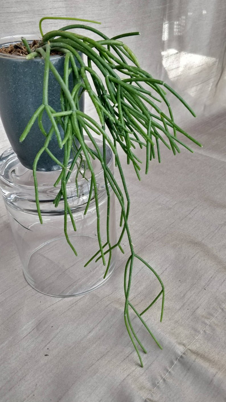 Rhipsalis Baccifera - Spaghetti Cactus - Image 10