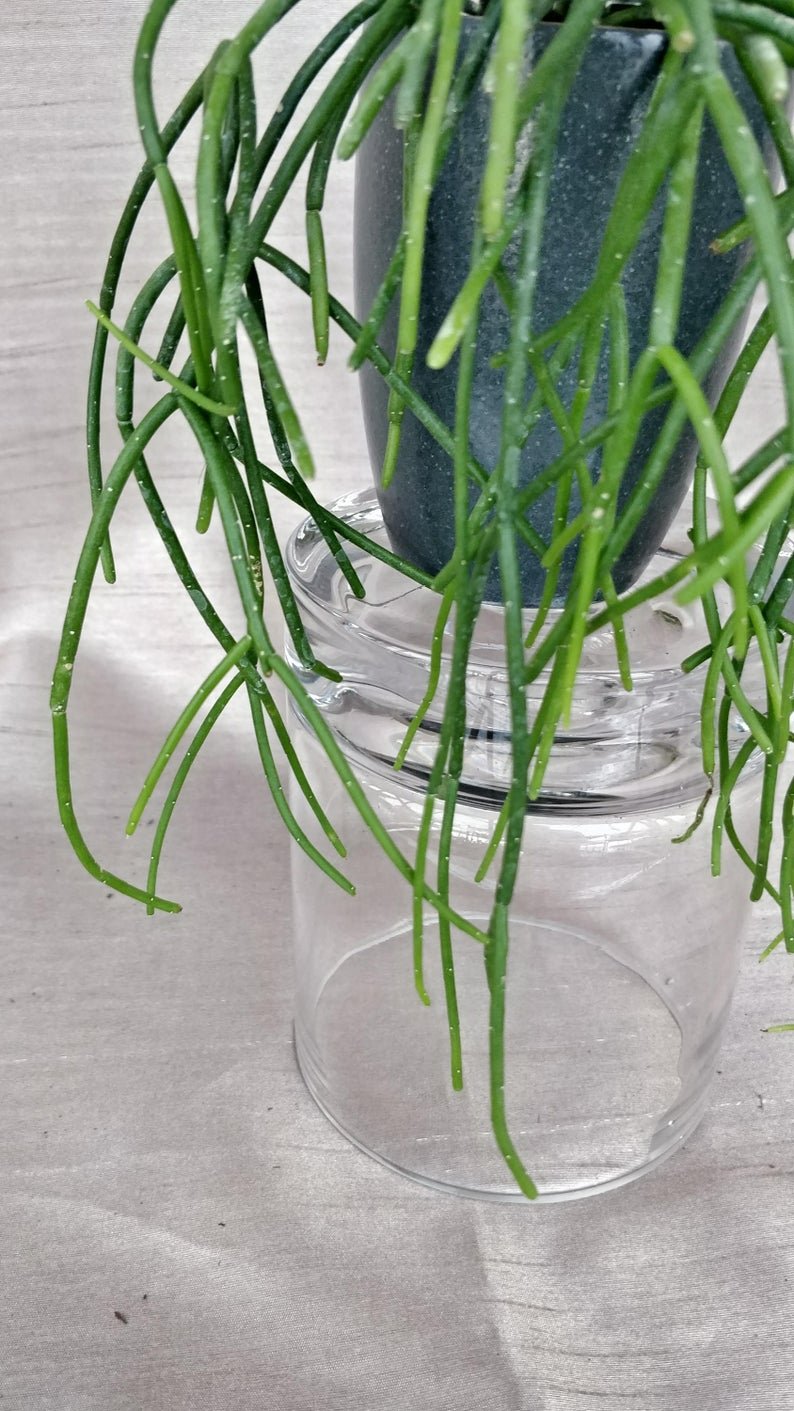 Rhipsalis Baccifera - Spaghetti Cactus - Image 9