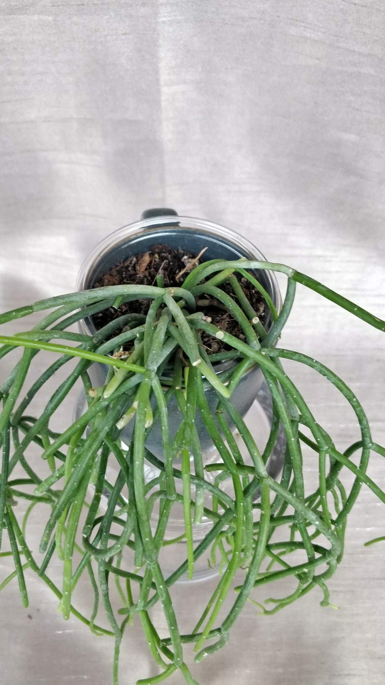 Rhipsalis Baccifera - Spaghetti Cactus - Image 8