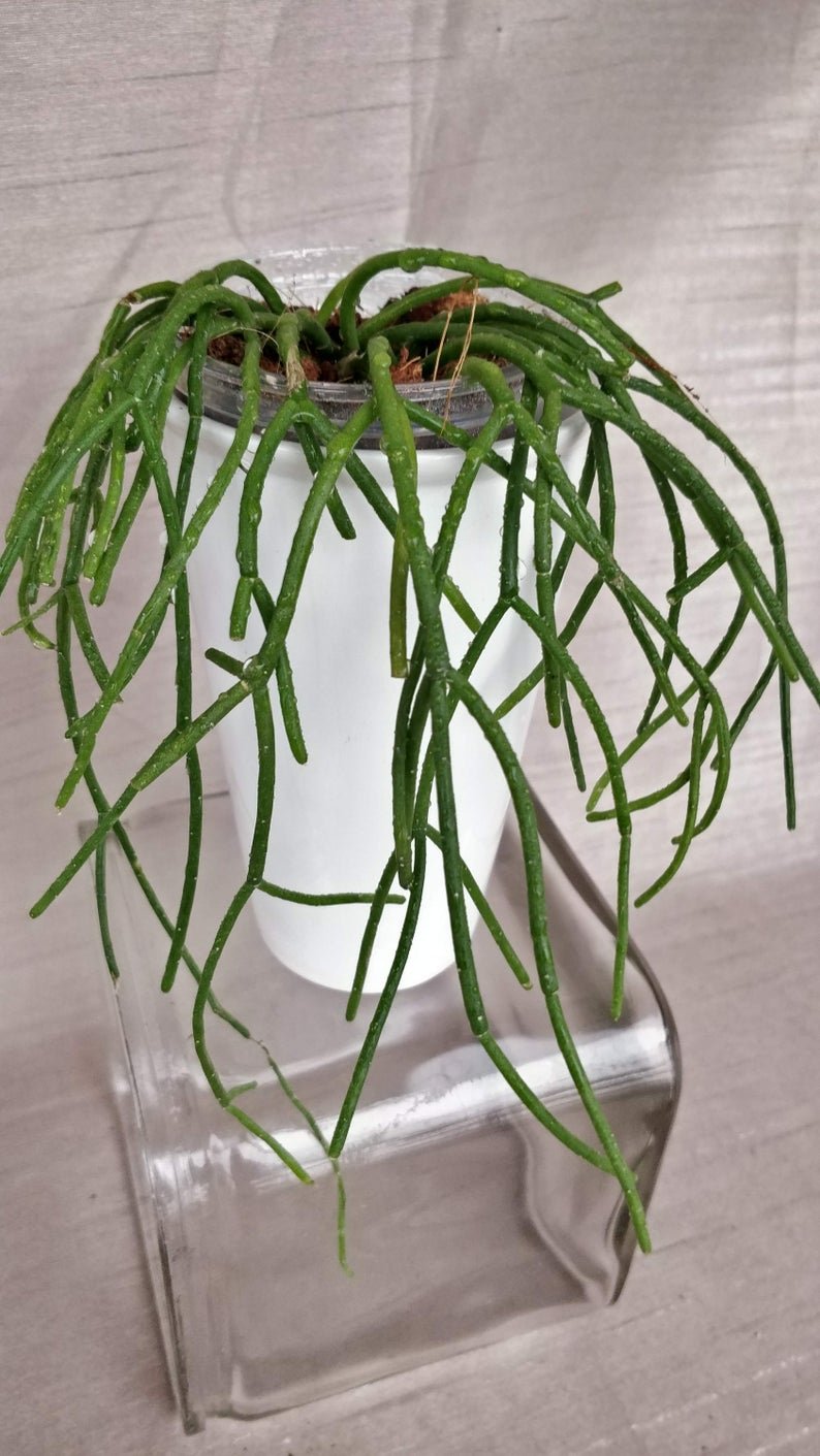 Rhipsalis Baccifera - Spaghetti Cactus - Image 7