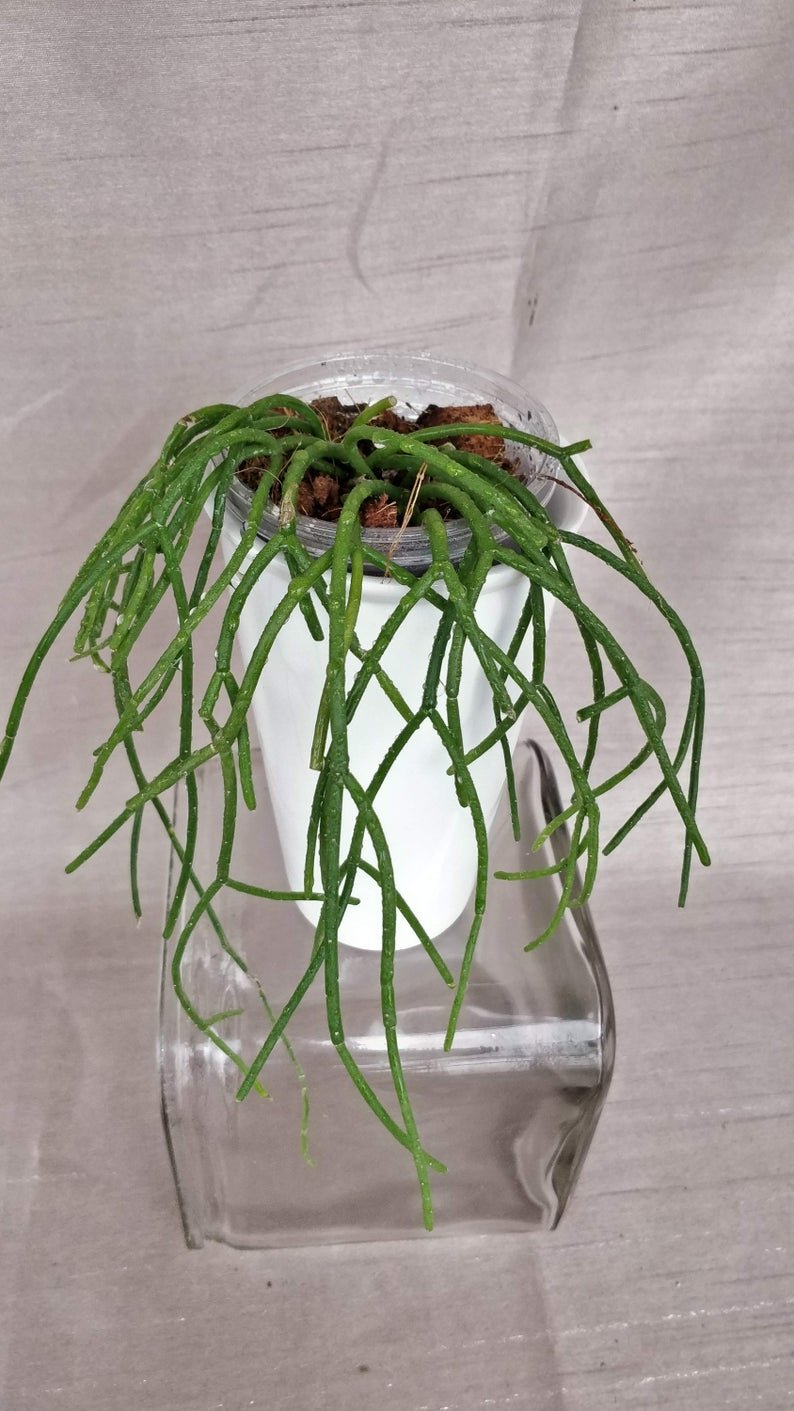 Rhipsalis Baccifera - Spaghetti Cactus - Image 6