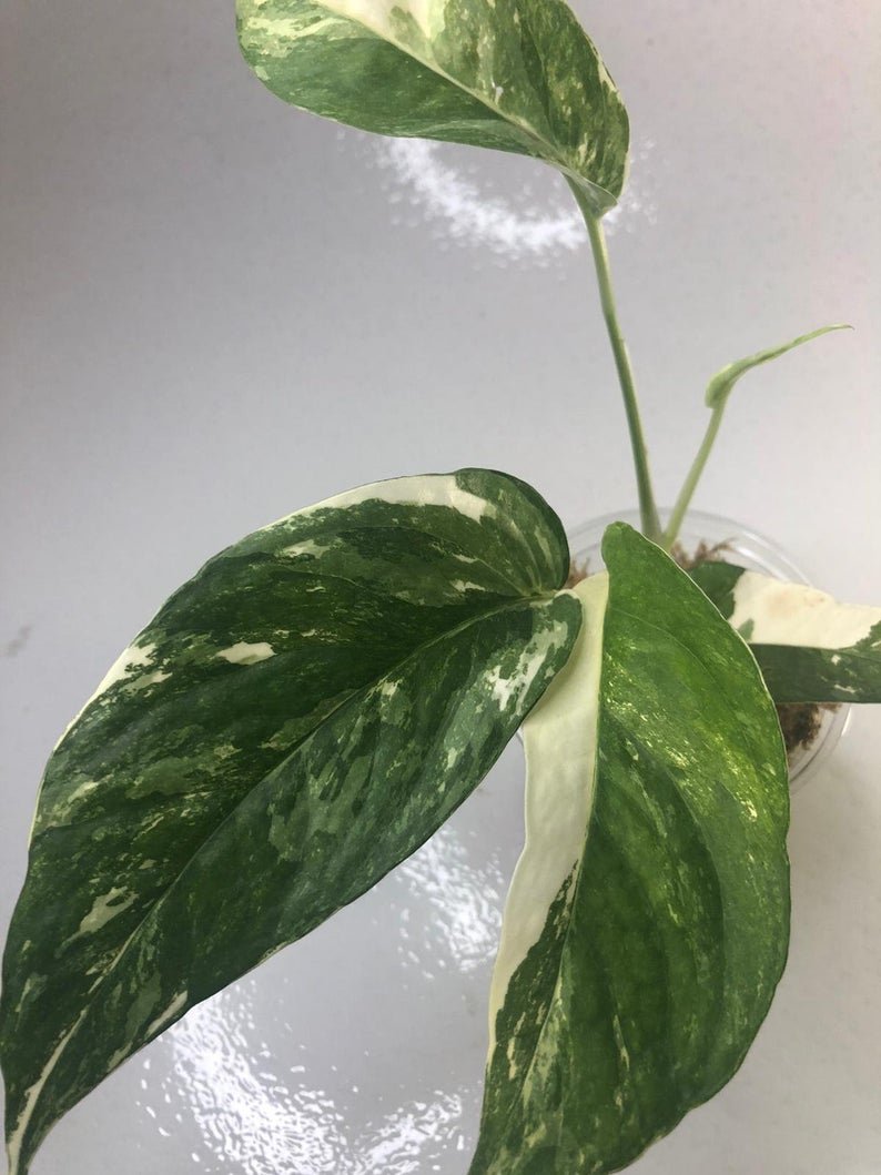 Epipremnum Pinnatum - White Variegated (Large) - Image 9