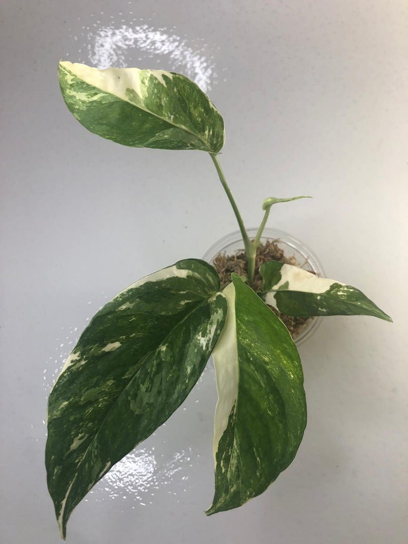 Epipremnum Pinnatum - White Variegated (Large) - Image 8