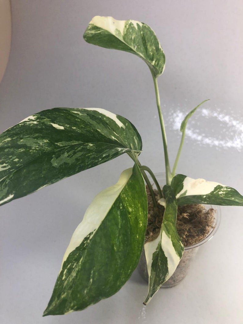 Epipremnum Pinnatum - White Variegated (Large) - Image 7