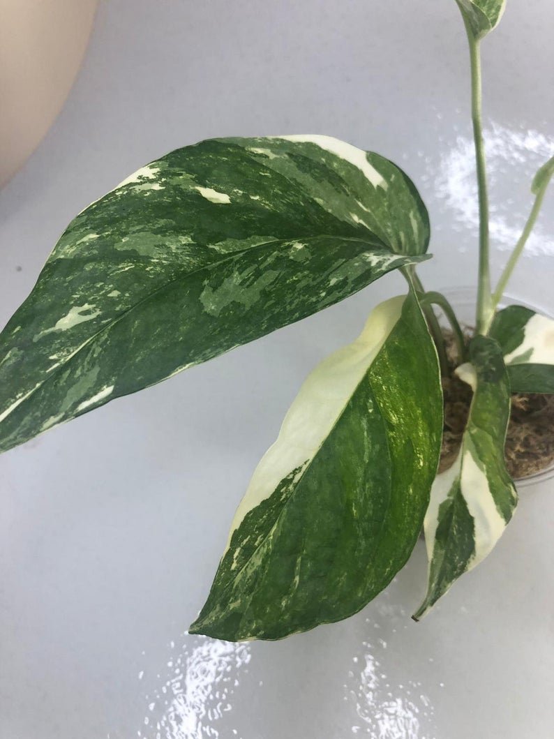 Epipremnum Pinnatum - White Variegated (Large) - Image 6