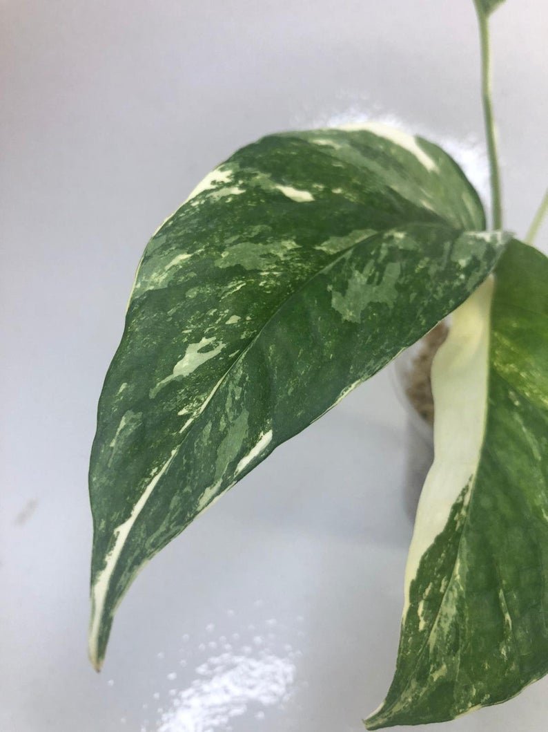 Epipremnum Pinnatum - White Variegated (Large) - Image 5