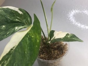 Epipremnum Pinnatum - White Variegated (Large)