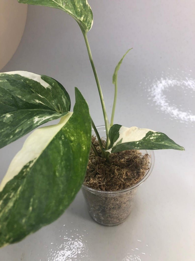 Epipremnum Pinnatum - White Variegated (Large)