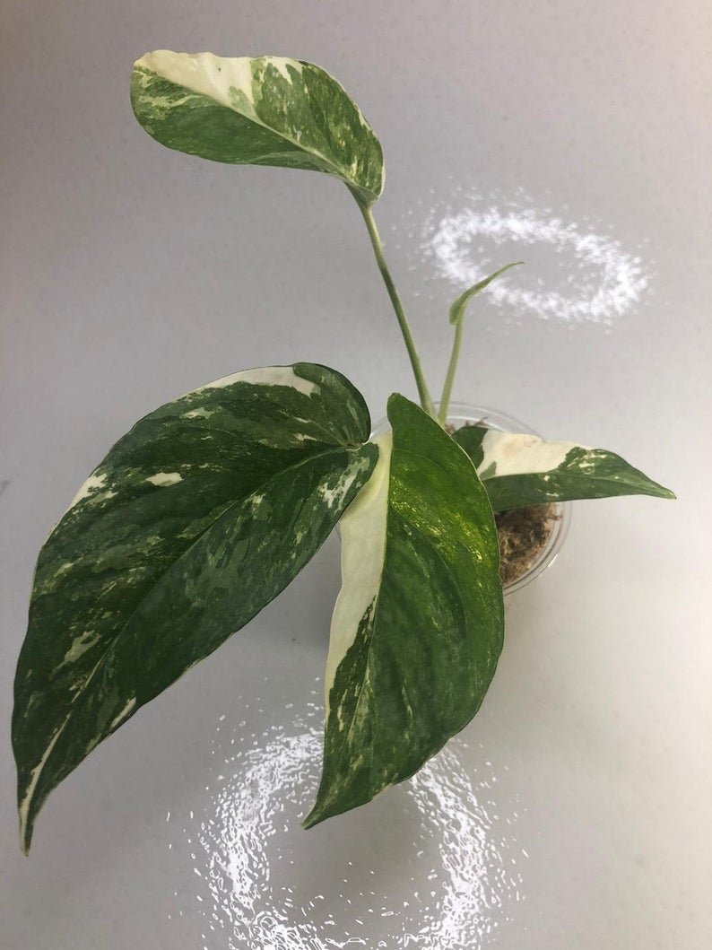 Epipremnum Pinnatum - White Variegated (Large) - Image 3