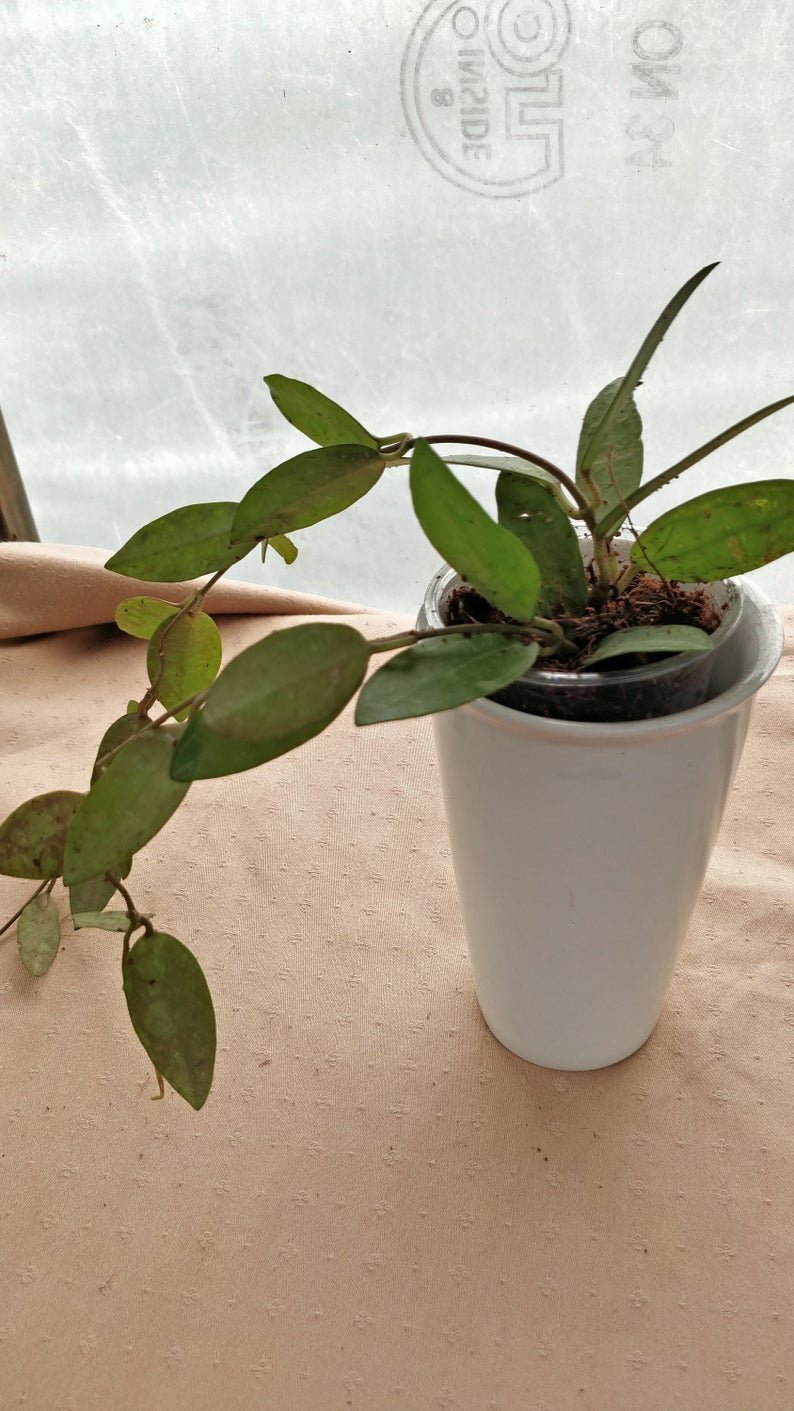 Hoya Elliptica (Extra Large) - Image 7