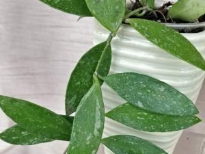 Hoya Memoria Gracilis