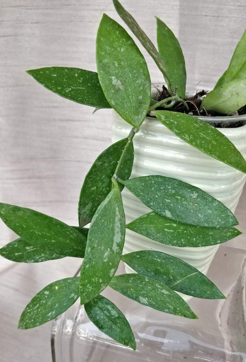 Hoya Memoria Gracilis