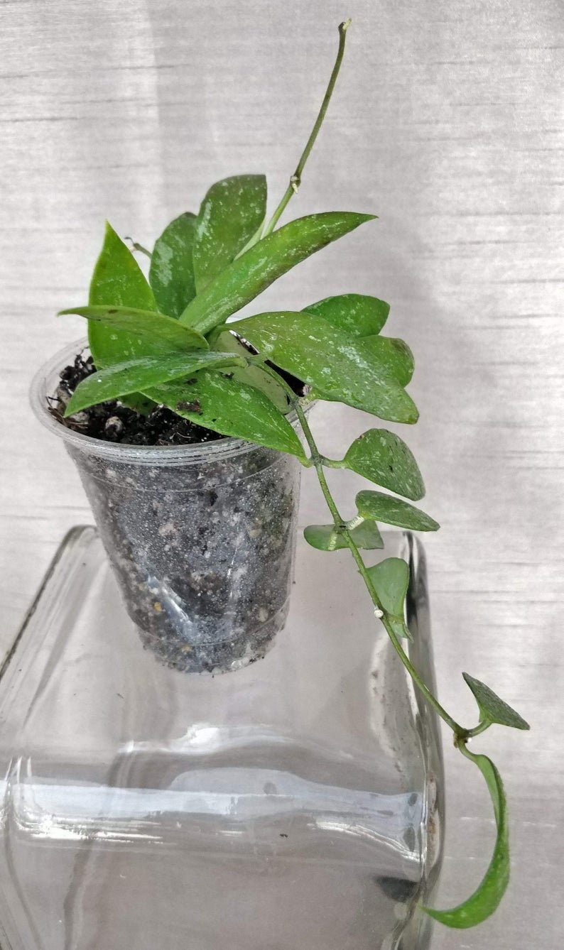 Hoya Memoria Gracilis - Image 4